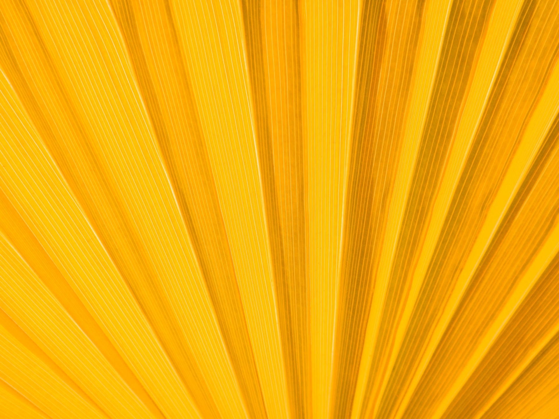 Yellow Palm Leaf Detail Free Stock Photo - Public Domain Pictures