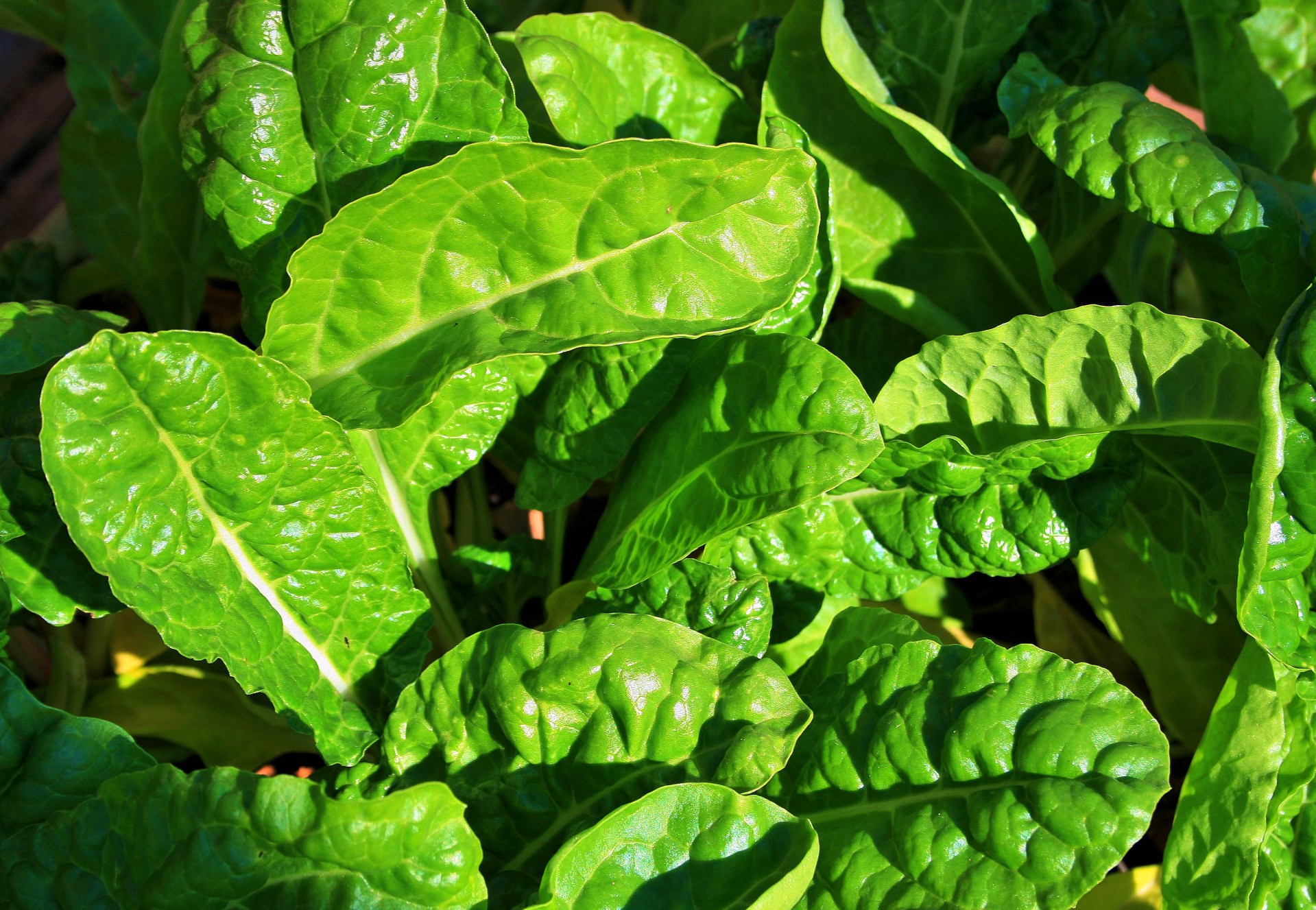 Young Spinach Free Stock Photo - Public Domain Pictures
