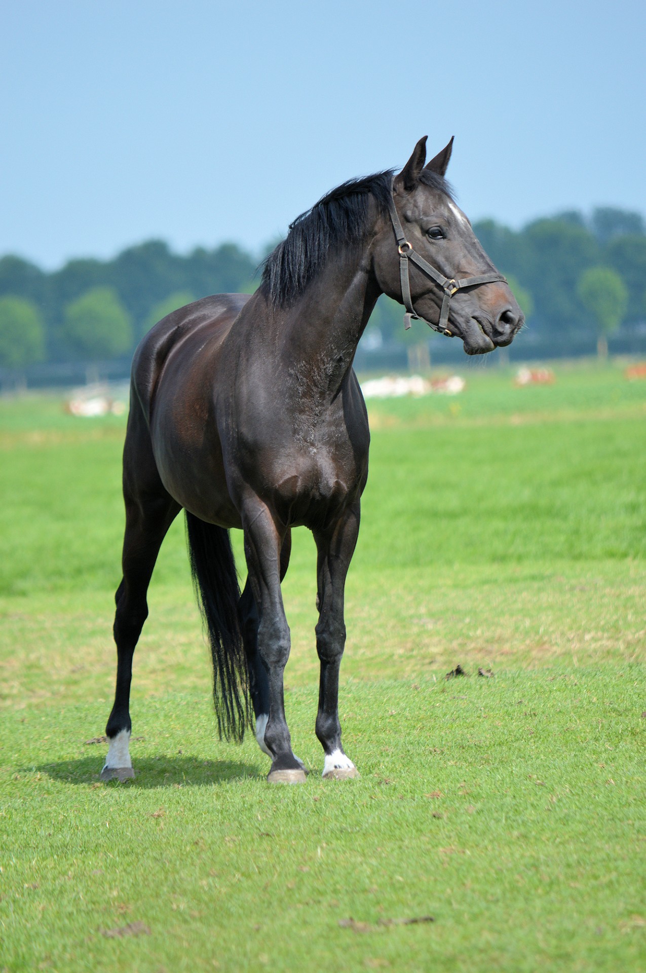 black-horse-free-stock-photo-public-domain-pictures