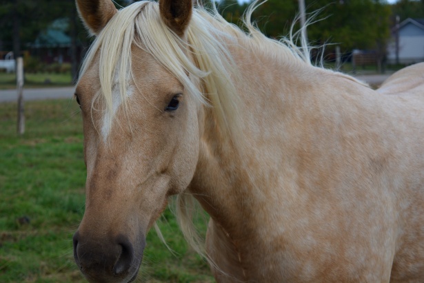 Blond Horse Breeds - wide 9