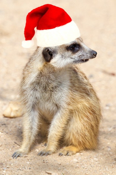 Image result for christmas meerkat