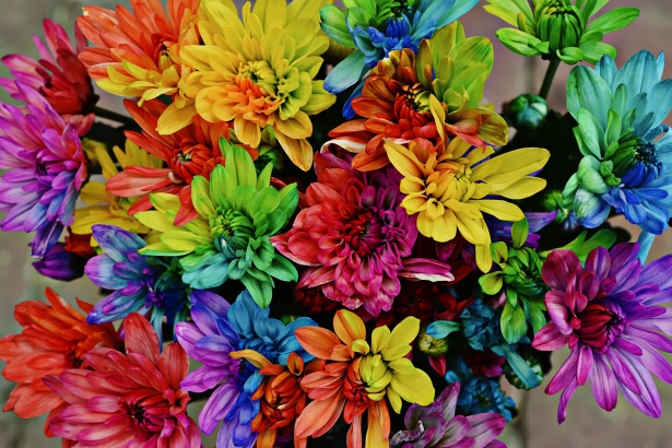 Flores coloridas Stock de Foto gratis - Public Domain Pictures