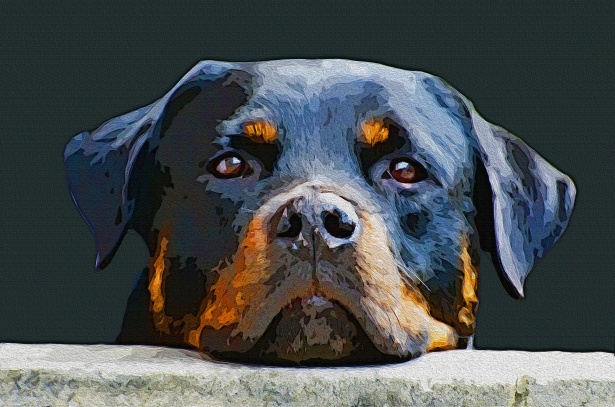 Image result for Rottweiler
