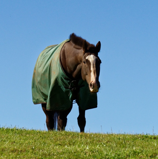 Horse In A Field Free Stock Photo - Public Domain Pictures