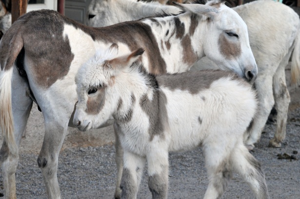 miniature donkey for sale