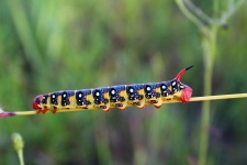 Caterpillar kolor