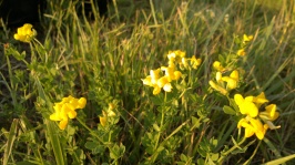 Sárga virágok