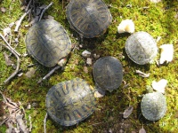 6 Turtles shora