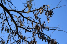 árbol de acacia con las vainas