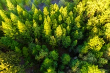 Luchtfoto van boomtoppen