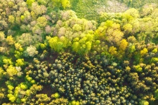 Luchtfoto van boomtoppen