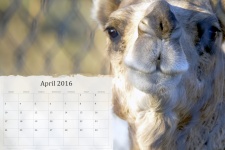 Aprilie 2016 Calendar cu Camel