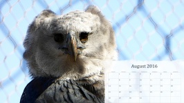 August 2016 Calendar Of Eagle