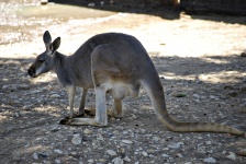 Canguru australiano