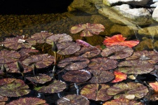 Autumn Lily Pond