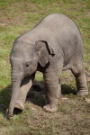 Elefante do bebê