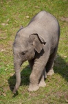 Bebis elefant