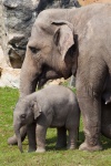 Baby elephant and mother