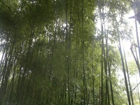Bamboe - Bamboo - Bambuseae
