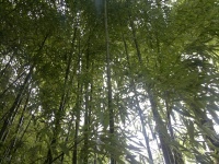 Bambú - Bamboo - Bambuseae