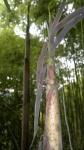 Bambu - Bamboo - Bambuseae