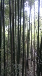 Bambú - Bamboo - Bambuseae