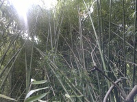 Bamboo Bambuseae viridiglauc