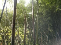 Bambu Bambuseae viridiglauc