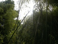 Bamboe - Bamboo - Bambuseae