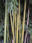 Бамбук, соломенная и растительность