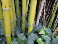 Бамбук, соломенная растительность 02