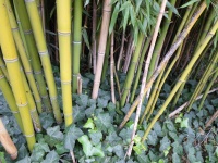 Бамбук, соломенная растительность 03