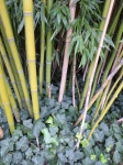 Бамбук, соломенная растительность 04