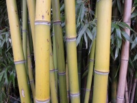 Bambù, vegetazione paglia 05