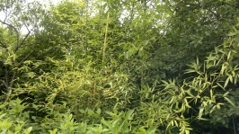 Bambu e vegetação