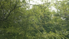 Bambu och vegetation