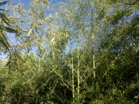 Bambú y vegetación
