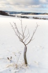 árbol desnudo en invierno