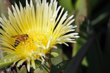 Biene in der Eis-Pflanze Blume