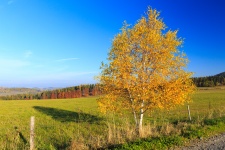 Albero di betulla in autunno