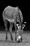 Svart och vit zebra