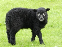 Black Lamb 1