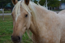 Blond Horse