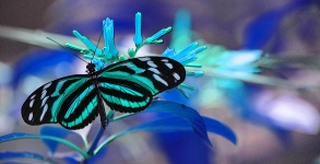 Fundo azul da borboleta monarca