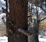 Bobcat Climbing Tree