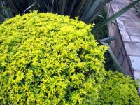 Bright green shrub