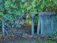 Broken Fence With Oleander 289