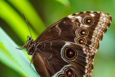 Brown morpho butterfly