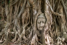 Cara budista en árbol Stock