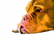Bulldog Grafisk Konst Isolerad